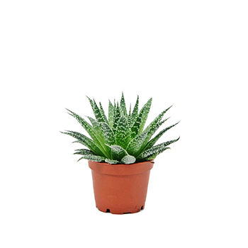 Aloes Aristata